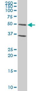 GATA3 Antibody in Western Blot (WB)