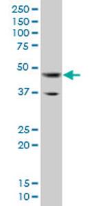 GATA3 Antibody in Western Blot (WB)