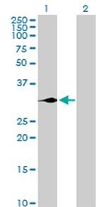 GCG Antibody in Western Blot (WB)