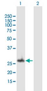 GCH1 Antibody in Western Blot (WB)