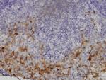 GCH1 Antibody in Immunohistochemistry (Paraffin) (IHC (P))