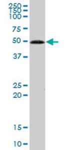 GCK Antibody in Western Blot (WB)