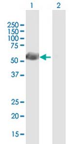 GFI1 Antibody in Western Blot (WB)