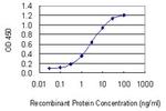 GGT1 Antibody in ELISA (ELISA)