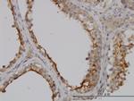 GGT1 Antibody in Immunohistochemistry (Paraffin) (IHC (P))