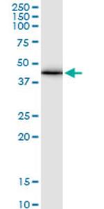 GJA1 Antibody in Western Blot (WB)