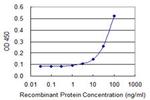 GK2 Antibody in ELISA (ELISA)