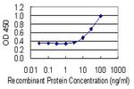 GLO1 Antibody in ELISA (ELISA)