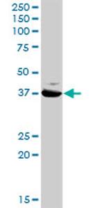 GLUL Antibody in Western Blot (WB)