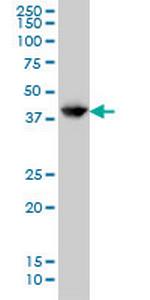 GLUL Antibody in Western Blot (WB)