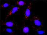 GNAI2 Antibody in Proximity Ligation Assay (PLA) (PLA)