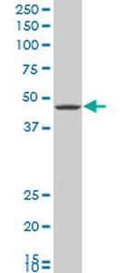 GNAI2 Antibody in Western Blot (WB)