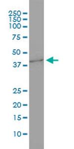 GNB3 Antibody in Western Blot (WB)