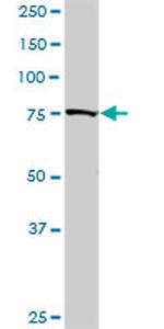 GOLGA1 Antibody in Western Blot (WB)