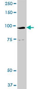 GOLGA1 Antibody in Western Blot (WB)