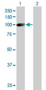 GOLGA1 Antibody in Western Blot (WB)