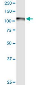 GOLGA2 Antibody in Western Blot (WB)