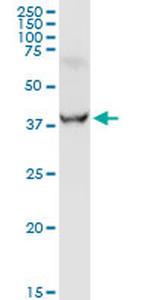 GOT1 Antibody in Western Blot (WB)