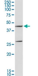 GOT1 Antibody in Western Blot (WB)