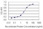 GOT1 Antibody in ELISA (ELISA)