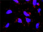 GP1BA Antibody in Proximity Ligation Assay (PLA) (PLA)