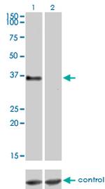 GPR3 Antibody in Western Blot (WB)