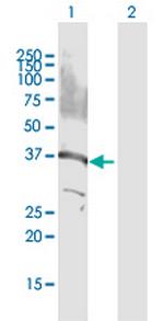 GPS2 Antibody in Western Blot (WB)