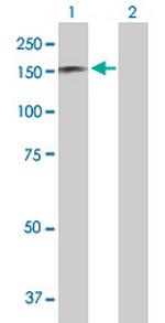 RAPGEF1 Antibody in Western Blot (WB)