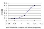 RAPGEF1 Antibody in ELISA (ELISA)