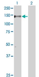 RAPGEF1 Antibody in Western Blot (WB)