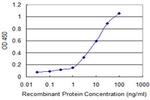 GRM1 Antibody in ELISA (ELISA)