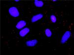 GRM5 Antibody in Proximity Ligation Assay (PLA) (PLA)