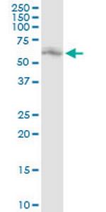 PDIA3 Antibody in Western Blot (WB)