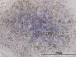 GSK3B Antibody in Immunohistochemistry (Paraffin) (IHC (P))