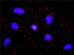 GSK3B Antibody in Proximity Ligation Assay (PLA) (PLA)