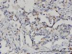 GSTM2 Antibody in Immunohistochemistry (Paraffin) (IHC (P))