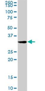 HADH Antibody in Western Blot (WB)