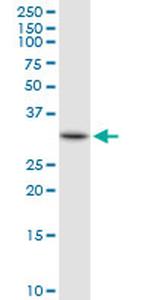 HADH Antibody in Western Blot (WB)