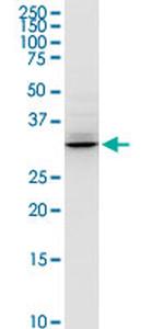 HADH Antibody in Western Blot (WB)