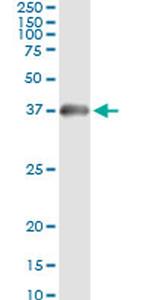 HADHSC Antibody in Immunoprecipitation (IP)