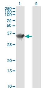 HADHSC Antibody in Western Blot (WB)