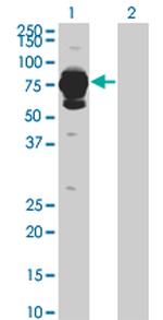 HAL Antibody in Western Blot (WB)