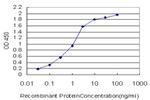 HBZ Antibody in ELISA (ELISA)