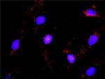 HCK Antibody in Proximity Ligation Assay (PLA) (PLA)