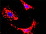 HCK Antibody in Proximity Ligation Assay (PLA) (PLA)