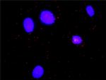 HCLS1 Antibody in Proximity Ligation Assay (PLA) (PLA)