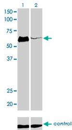 HCLS1 Antibody in Western Blot (WB)