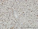 HDAC1 Antibody in Immunohistochemistry (Paraffin) (IHC (P))