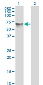 HDAC1 Antibody in Western Blot (WB)