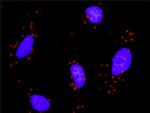 HDAC2 Antibody in Proximity Ligation Assay (PLA) (PLA)